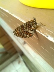 Melitaea athalia