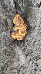 Phyllotopsis nidulans