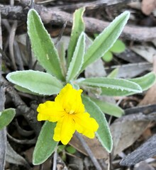 Goodenia willisiana