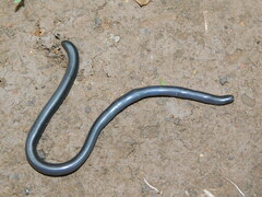 Typhlopidae