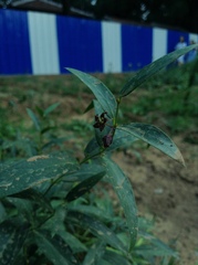 Vincetoxicum mongolicum