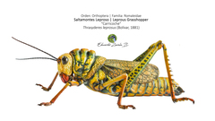 Thrasyderes leprosus