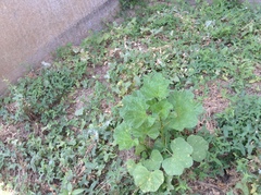 Malva verticillata