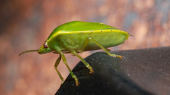 Glaucias