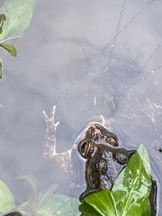 Sclerophrys gutturalis