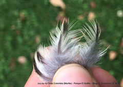 Myiodynastes luteiventris