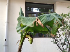 Musa basjoo