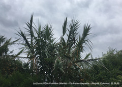 Arundo donax