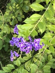 Duranta