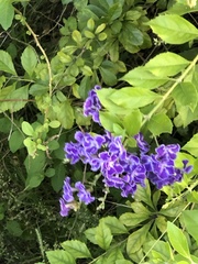 Duranta