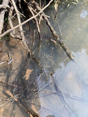 Sclerophrys gutturalis