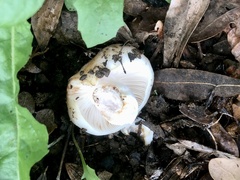 Russula delica