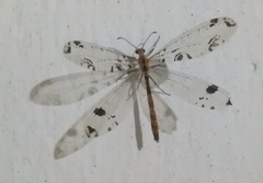 Dendroleon pantherinus