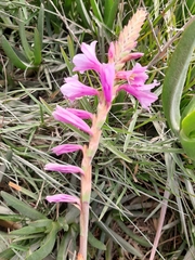 Watsonia knysnana