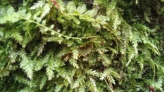 Plagiomnium cuspidatum