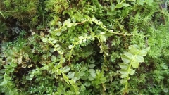 Plagiomnium cuspidatum