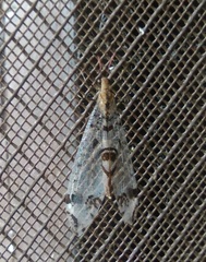 Dendroleon pantherinus