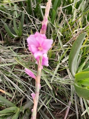 Watsonia knysnana