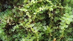 Plagiomnium cuspidatum