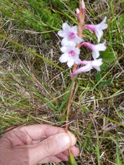 Watsonia knysnana