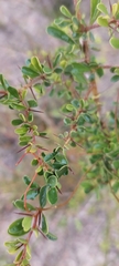 Bursaria spinosa spinosa