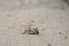 Ctenoplusia tarassota