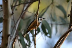 Acanthorhynchus tenuirostris