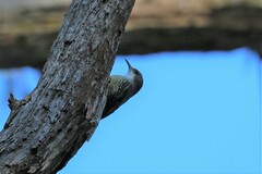 Cormobates leucophaea