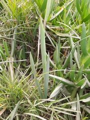 Watsonia knysnana