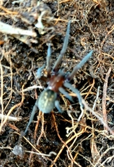Phyxelididae