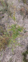 Bursaria spinosa spinosa