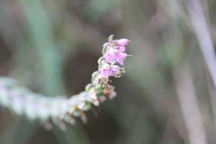 Odontites vulgaris
