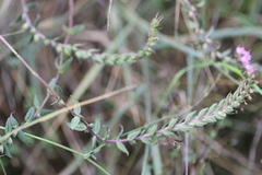 Odontites vulgaris