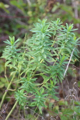 Euphorbia esula