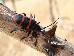 Ceroplesis orientalis