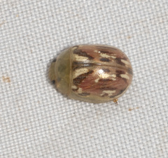 Paropsisterna obliterata