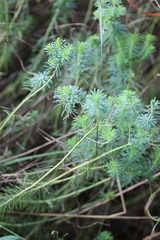 Euphorbia cyparissias