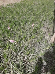 Watsonia knysnana