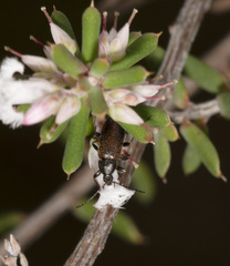 Pemanoa tasmanica
