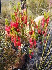 Erica plukenetii