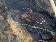 Sclerophrys gutturalis