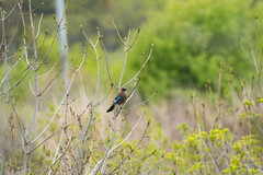 Garrulus glandarius bambergi
