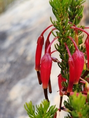 Erica plukenetii