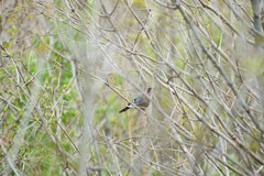 Garrulus glandarius bambergi