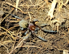 Phyxelididae