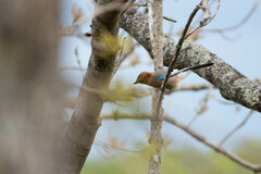 Garrulus glandarius bambergi