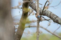 Garrulus glandarius bambergi