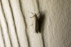 Philobota protecta