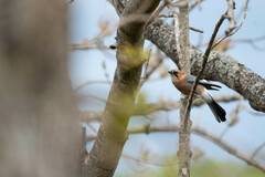 Garrulus glandarius bambergi