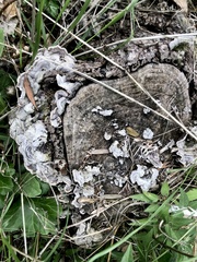 Auricularia mesenterica